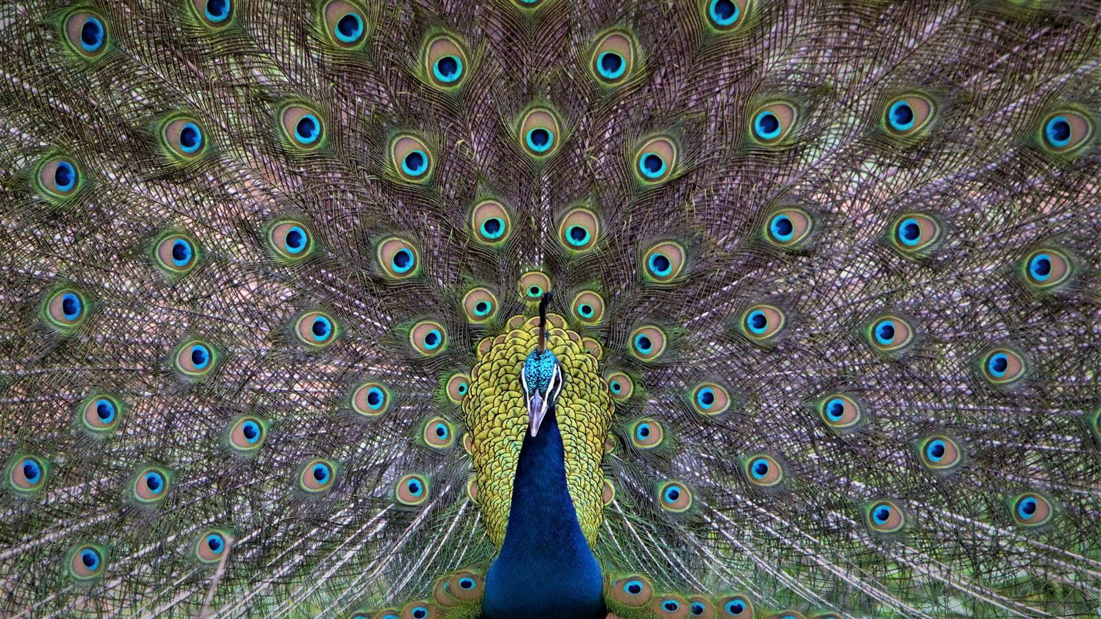 2019BPC-E-Peacock