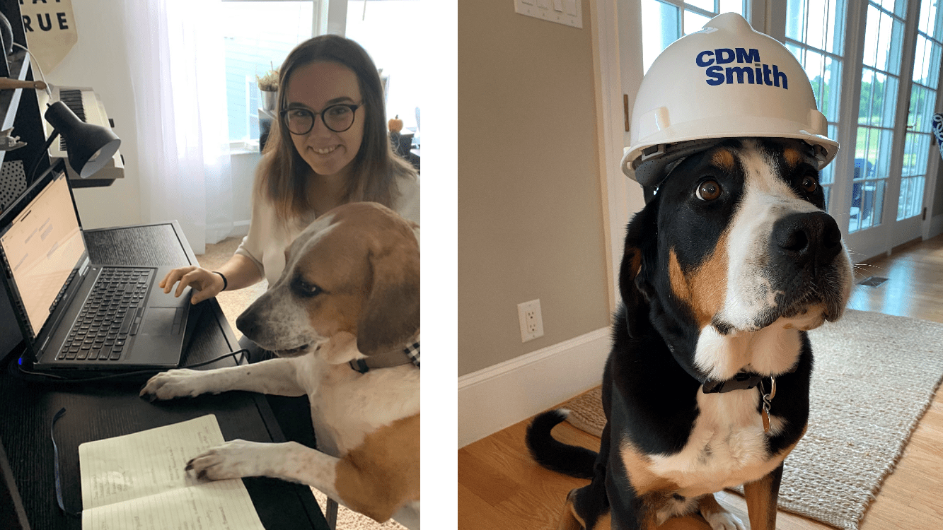 Interns working from home accompanied by their dogs.