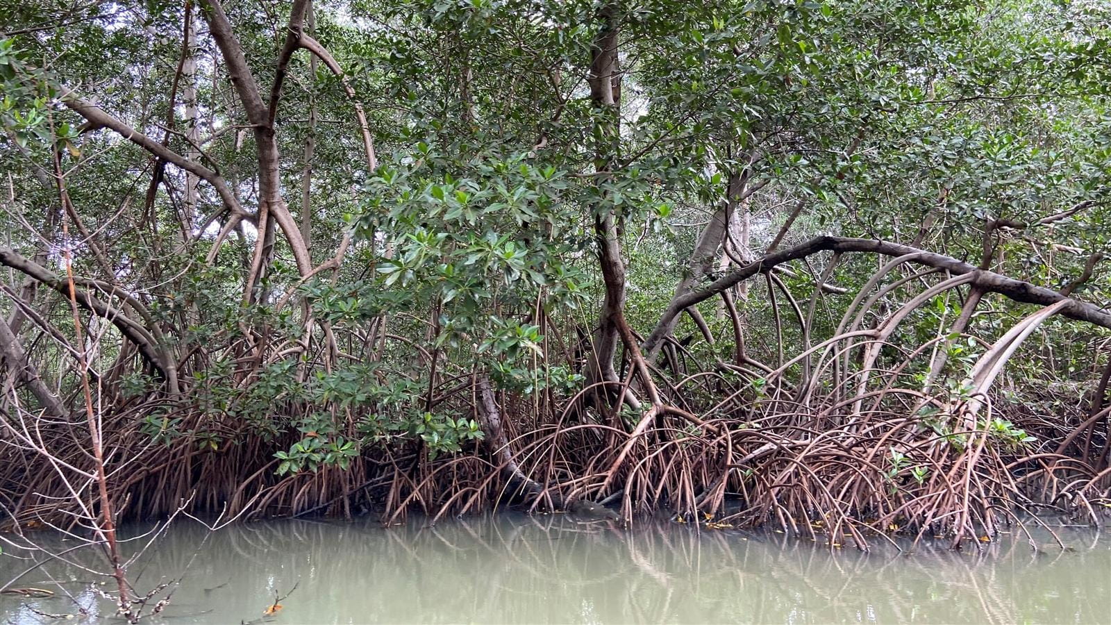 Mangroven