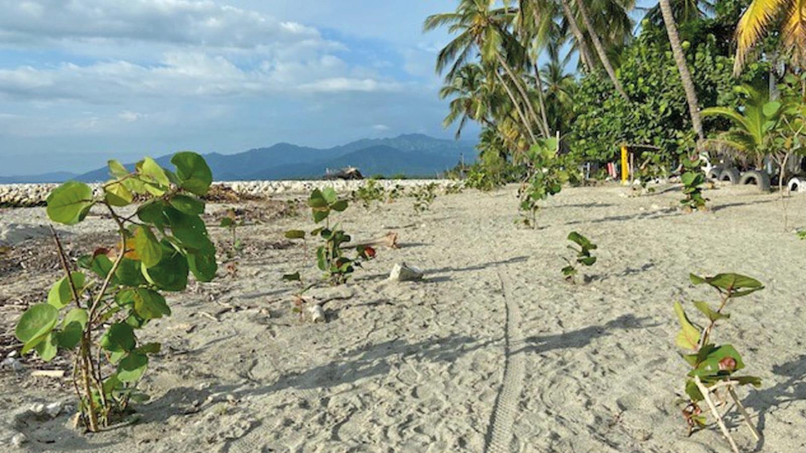 beach and palm trees