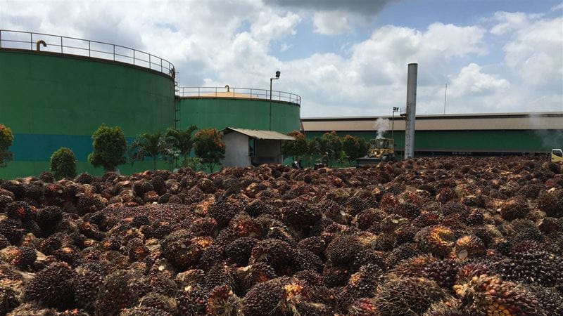 Palm Oil