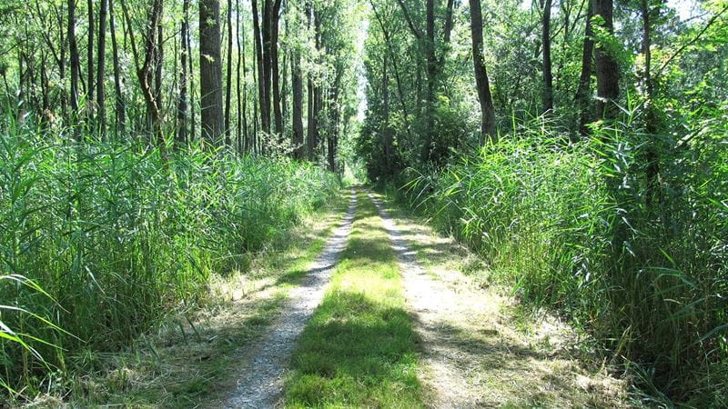 Polder Elisabethenwoert Image
